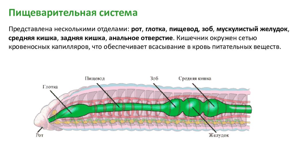 Замкнутая пищеварительная. Пищеварительная система система кольчатых червей. Тип пищеварительной системы у круглых червей. Кишка у кольчатых червей. Пищеварительная система плоских круглых и кольчатых червей.