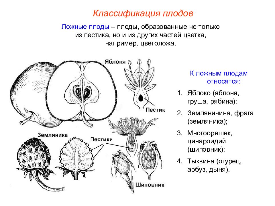 На рисунке стрелками покажите из каких частей цветков образовались части соответствующих плодов