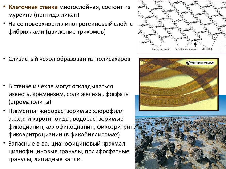 ПРОКАРИОТЫ Отдел сине-зеленые водоросли ( цианобактерии, хлороксибактерии, ПРОКАРИОТЫ Отдел сине-зеленые водоросли ( цианобактерии, хлороксибактерии,