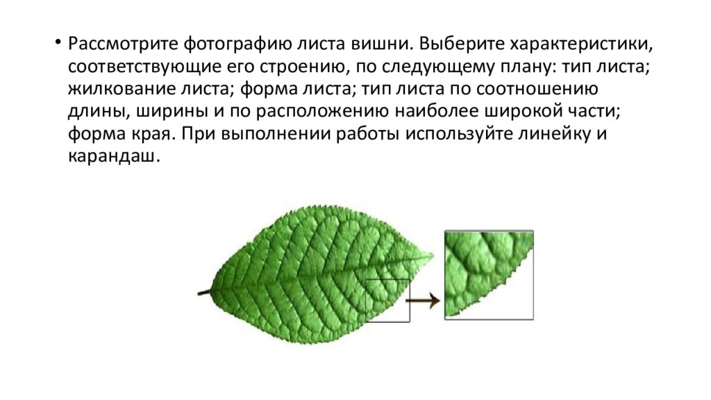 Выберите характеристики соответствующие строению. Жилкование листа черешни. Жилкование листа вишни. Тип жилкования листа у вишни. Форма листовой пластинки вишни.