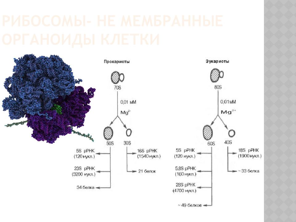 Рибосомы у прокариот и эукариот таблица. Мембранные органоиды эукариот. Мембранные органоиды прокариот и эукариот. Сравнение рибосом эукариот и прокариот.