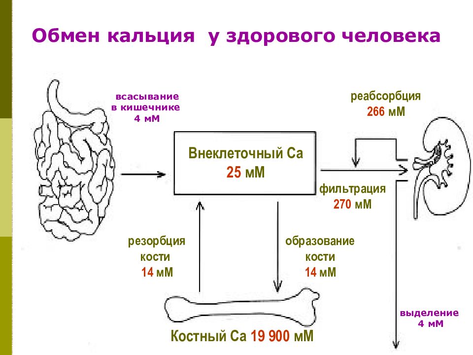 Обмен кальция