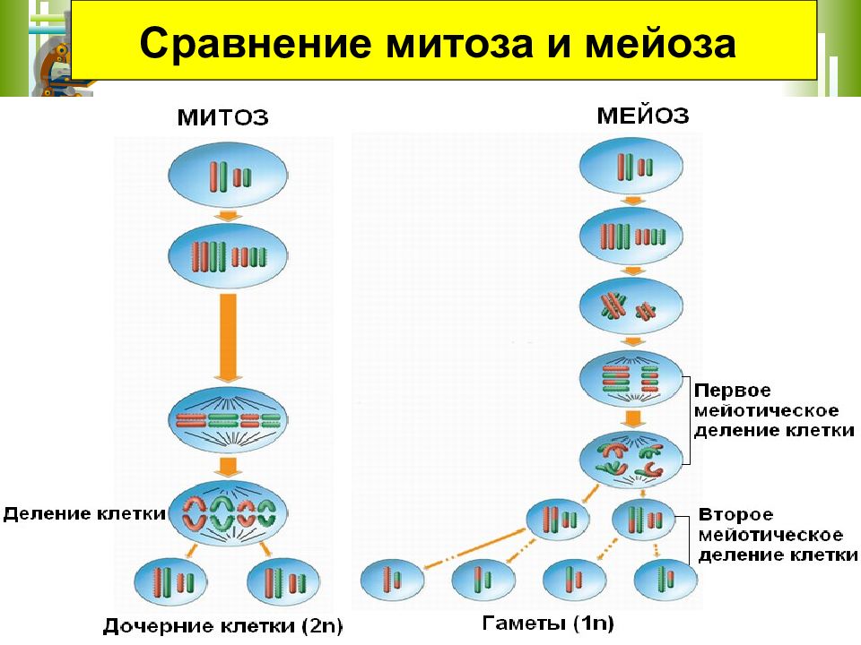 Митоз и мейоз схема с пояснениями