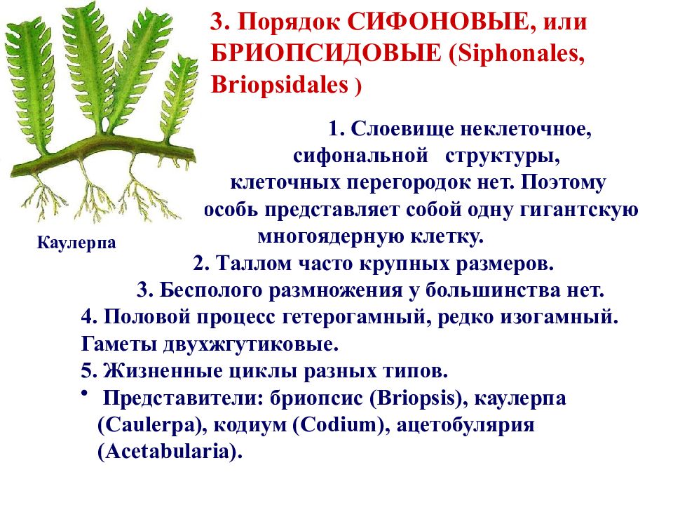Сифональный таллом. Сифоновые водоросли строение. Каулерпа водоросль строение. Сифоновые водоросли таллом. Жизненный цикл бриопсиса
