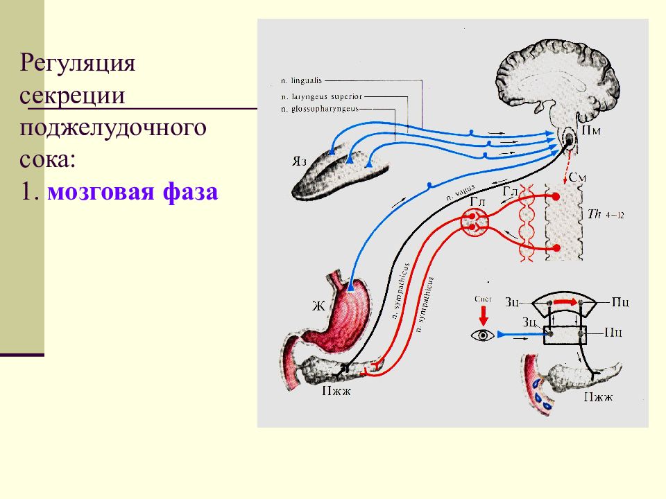 Схема желудочной фазы регуляции желудочной секреции