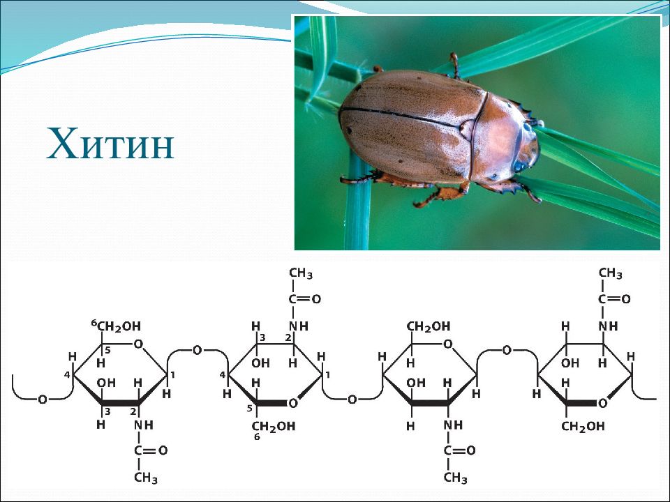 Хитин вальхейм. Хитин олигосахарид. Хитин полисахарид. Хитин углевод структура. Полисахариды строение хитин.