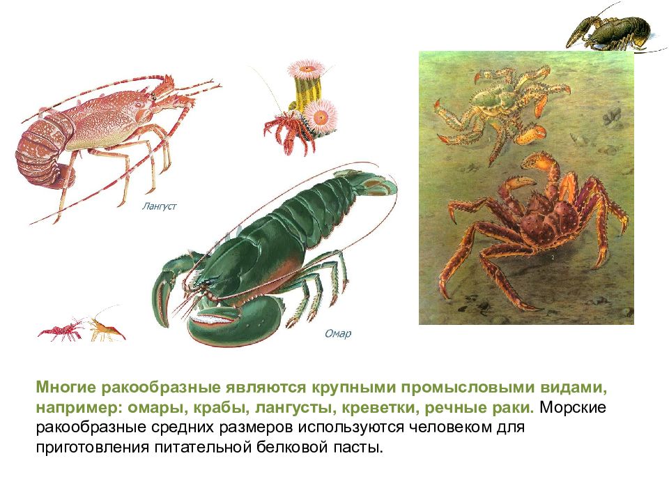 Тип членистоногие класс ракообразные