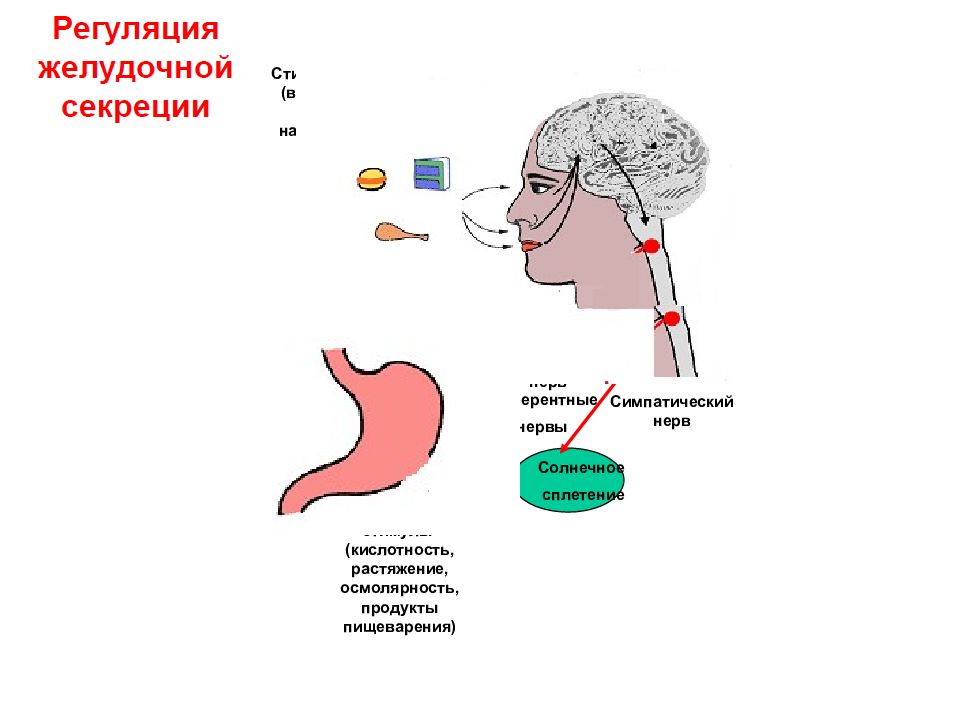 Пищеварение 2