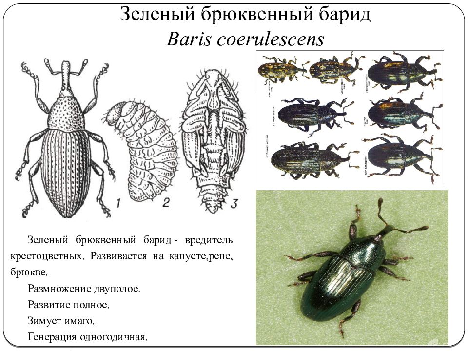 Насекомые вредители леса с названием в картинках