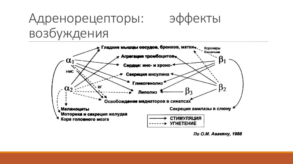 Альфа адренорецепторы. Альфа и бета адренорецепторы схема. Α1- и α2-адренорецепторы. Возбуждение бета 2 адренорецепторов схема. Возбуждение Альфа 2 адренорецепторов схема.