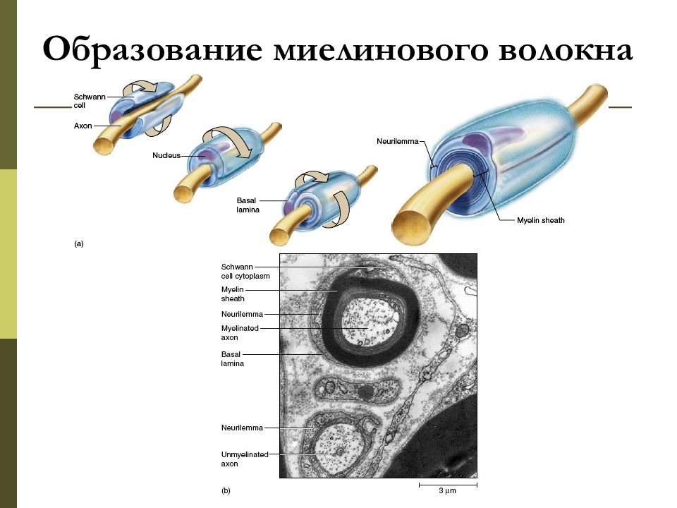 Процесс образования миелинового волокна. Образование миелинового нервного волокна. Формирование миелинового волокна. Миелиновые волокна локализация.