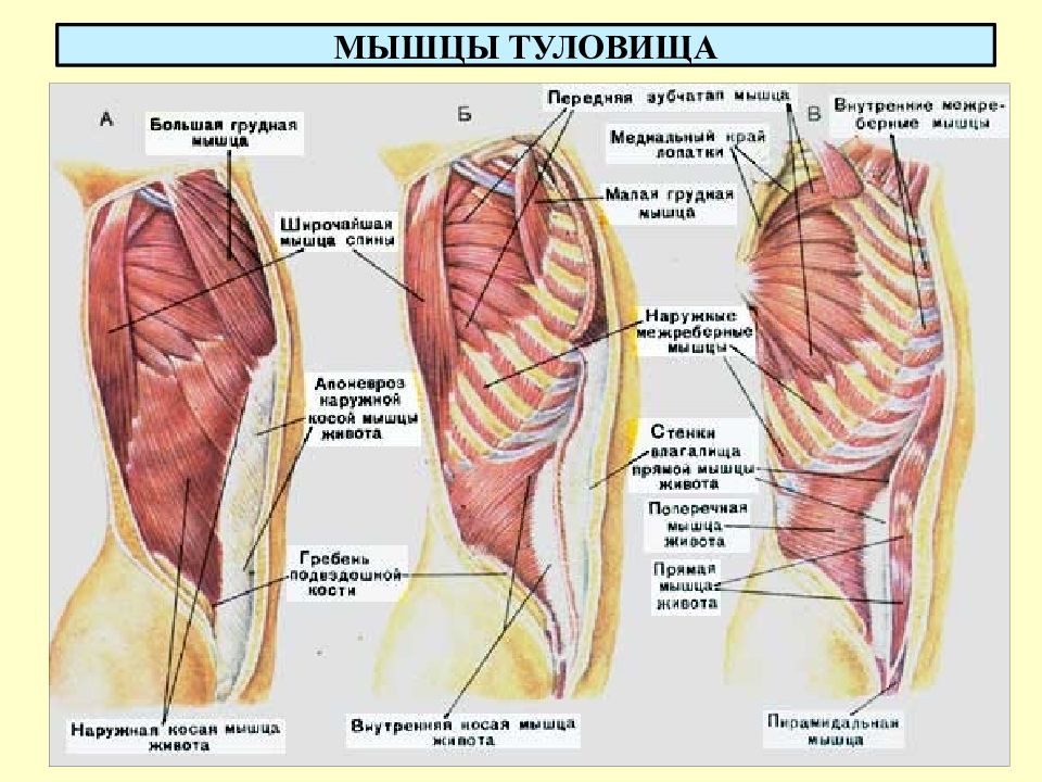 Мышцы живота анатомия картинки