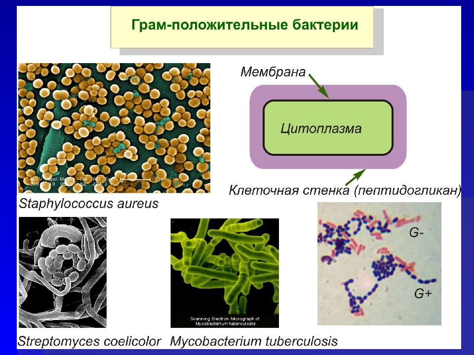 История молекулярной биологии презентация