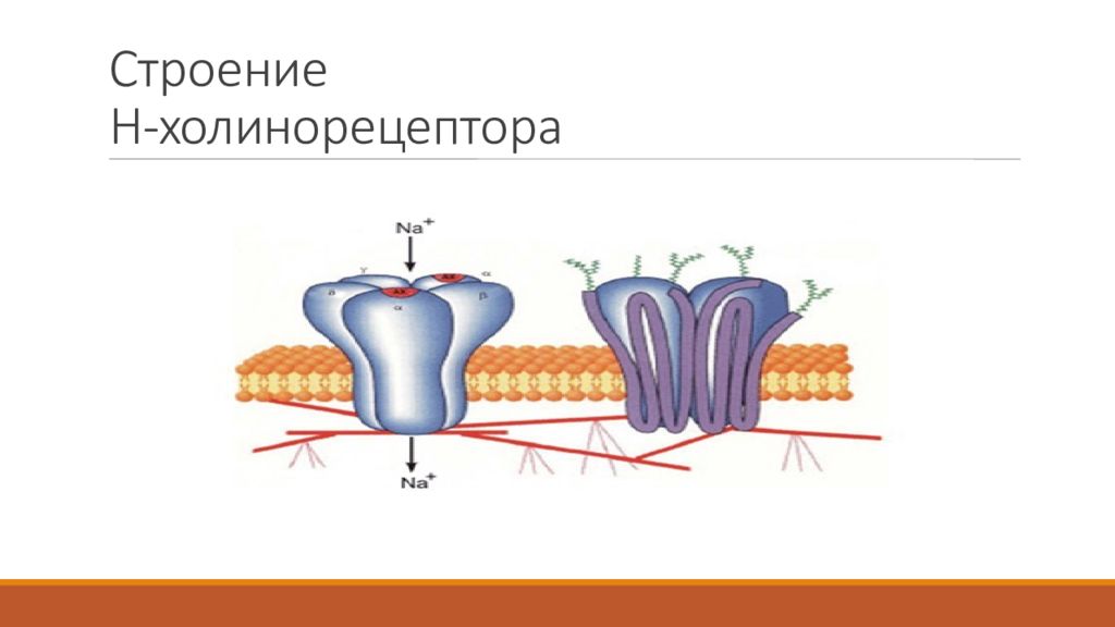 Н холинорецепторы. Мускариновые холинорецепторы. Холинергический Рецептор строение. Строение холинорецепторов. Строение н холинорецептора.