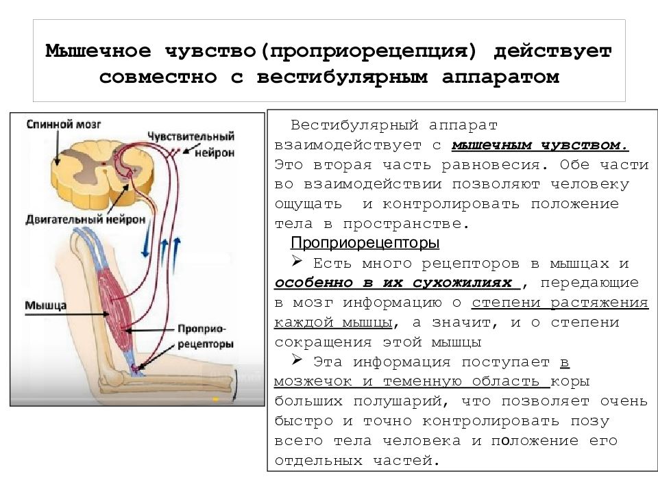 Ощущение мышц. Проприорецепция физиология. Мышечное чувство строение. Мышечный анализатор строение и функции. Строение анализатора мышечного чувства.