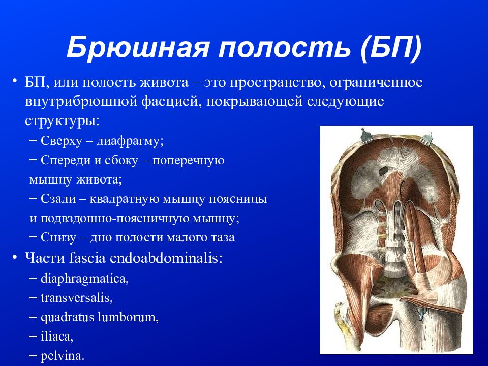 Полость живота. Полость живота и брюшная полость. Брюшная полость и БРЮШИННАЯ полость.