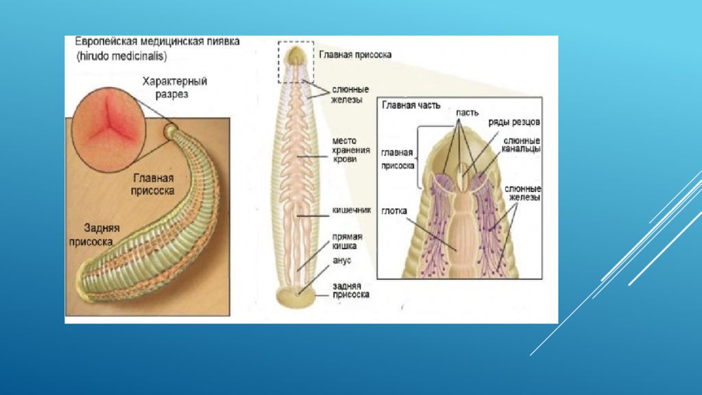 Внутреннее строение пиявки