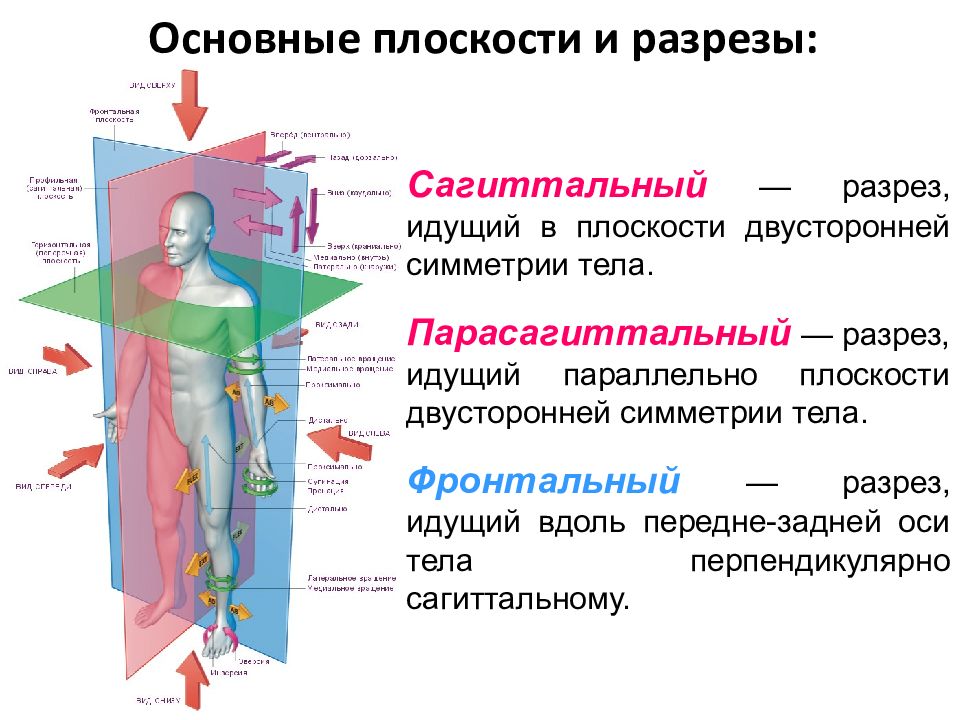 Оси и плоскости. Фронтальная сагиттальная и горизонтальная плоскость. Плоскости в анатомии. Оси и плоскости в анатомии. Плоскости тела человека анатомия.