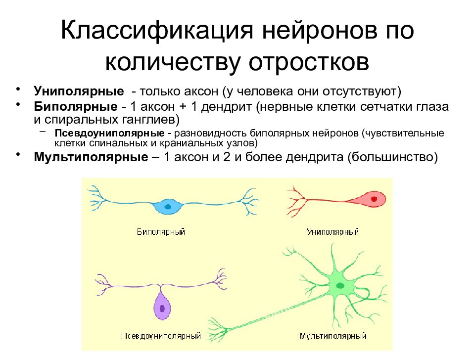 Как называется короткий нейрона. Классификация отростков нейрона. Классификация нейронов по функциям таблица. Классификация нейронов по числу отростков таблица. Функциональная классификация нейронов секреторные.