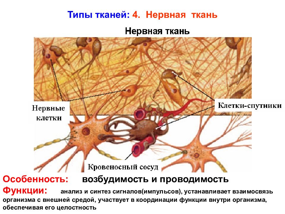 Нервная ткань картинки