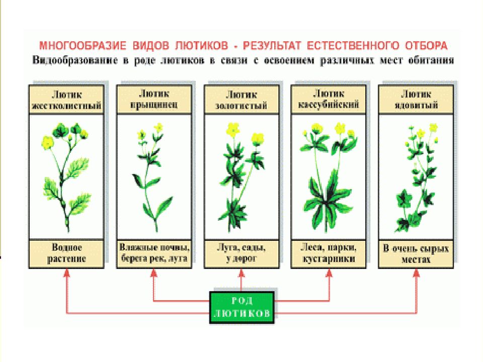 Видообразование в природе схема