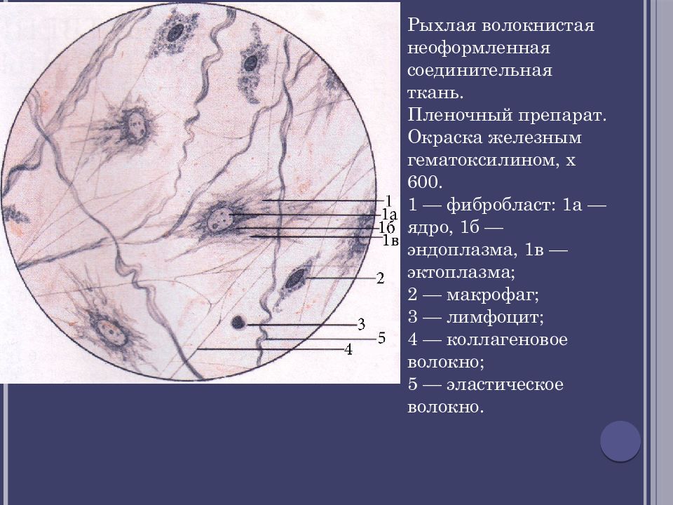 Ткань препарат. Рыхлая неоформленная соединительная ткань препарат. Рыхлая волокнистая неоформленная соединительная ткань гистология. Рыхлая волокнистая неоформленная соединительная ткань препарат. Рыхлая соединительная ткань препарат.