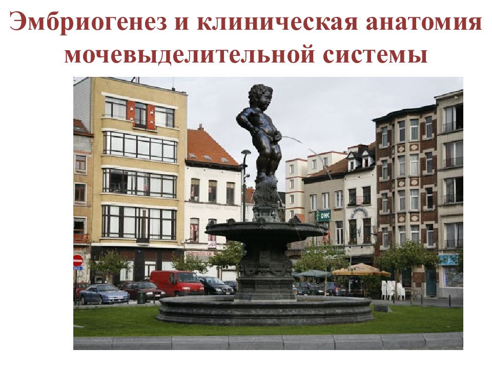Эмбриогенез и клиническая анатомия мочевыделительной системы