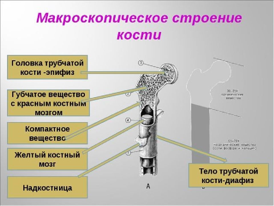 Состав костей человека. Строение кости кратко. Макроскопическое строение кости. Макроскопическое и микроскопическое строение кости. Строение кости 8 класс.