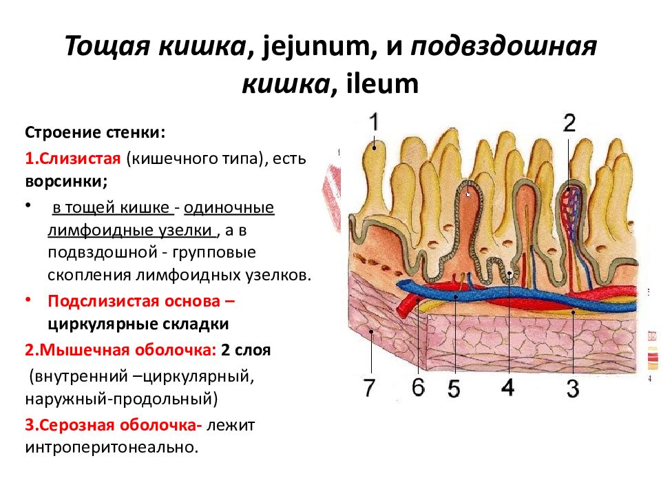 Строение стенки прямой кишки