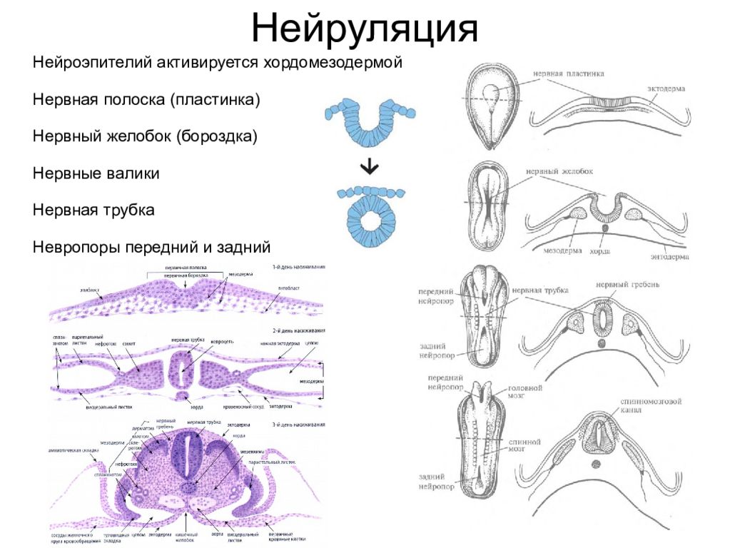 Нервная пластинка. Нейруляция сомиты. Нейруляция образование нервной трубки. Нейруляция гистология этапы. Нейруляция гистология.