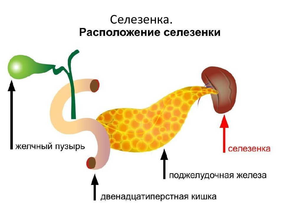 Где у человека находится селезенка картинка