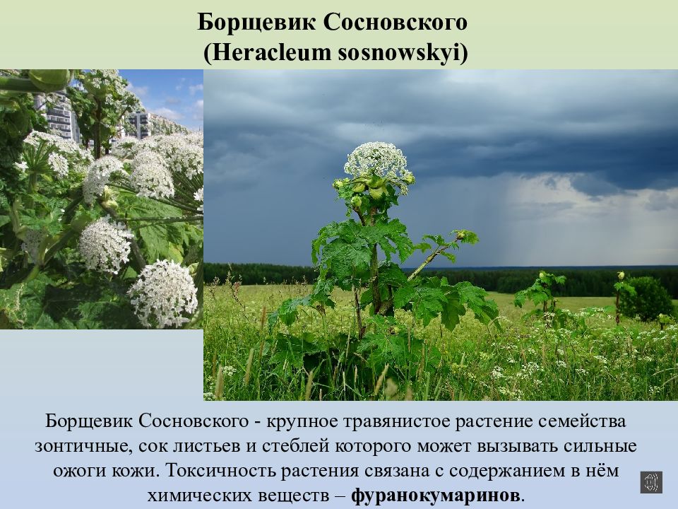 Архангельские растения. Ядовитые растения Архангельской области борщевик. Ядовитые растения Архангельской области. Растения Архангельской области. Растительность Архангельской области.