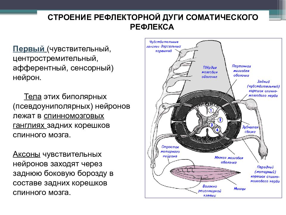 Строение 7. Строение соматической дуги. Соматическая рефлекторная дуга сенсорный Нейрон. Центростремительный нерв строение. Тела чувствительных нейронов соматических рефлексов располагаются в.