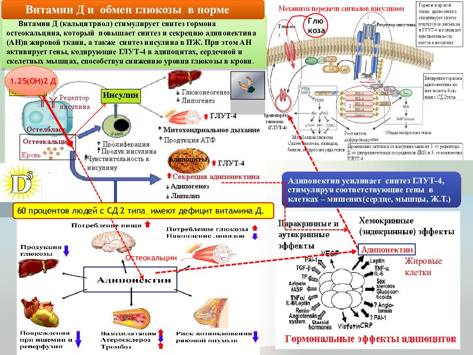 Синтез гормонов в организме. Витамин д3 в фосфорно кальциевом обмене. Синтез витаминов в организме. Эффекты витамина д в организме. Синтез витамина д в организме.