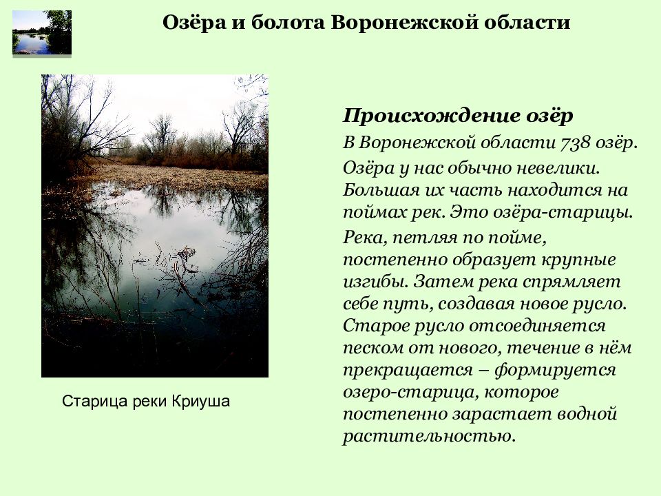 Озера болота 8 класс. Река Воронеж болото. Болота Воронежской области. Озера и болота Воронежской области. Озёраворонежской области.