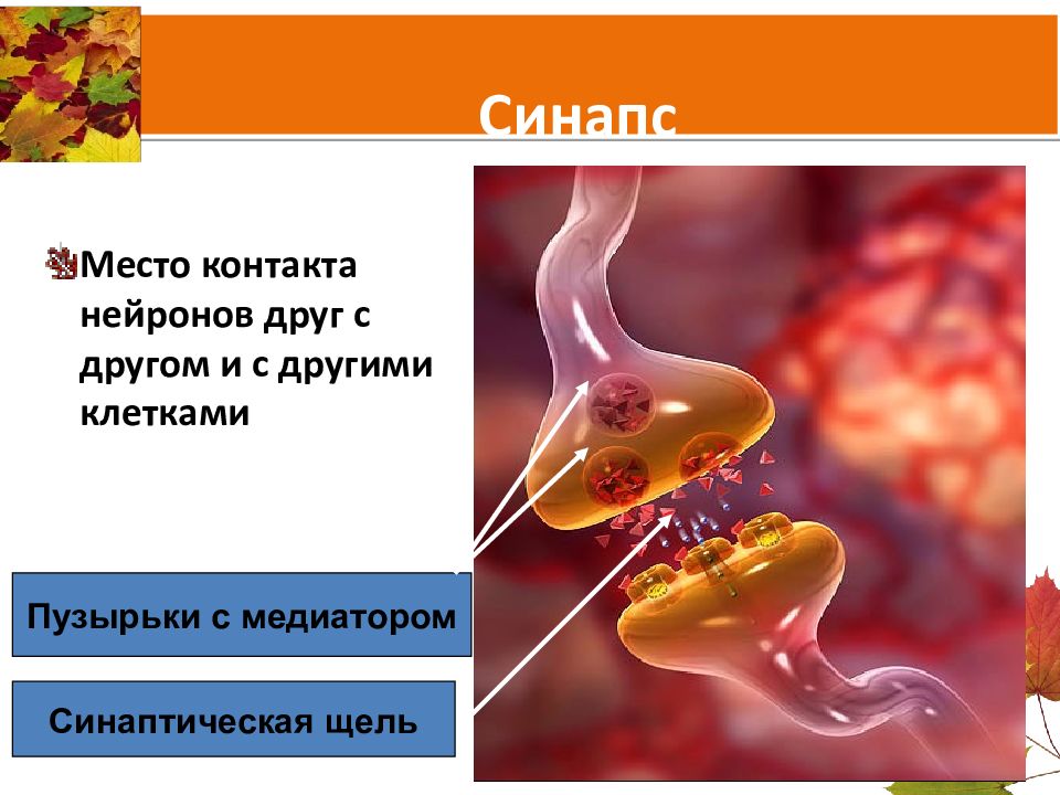 Место контактов двух нервных клеток друг. Синапс место контакта нейронов. Синапс-место контакта нейронов друг с другом и с другими клетками. Синапс место контакта нейронов с друг другом. Место контакта нервных клеток друг с другом.