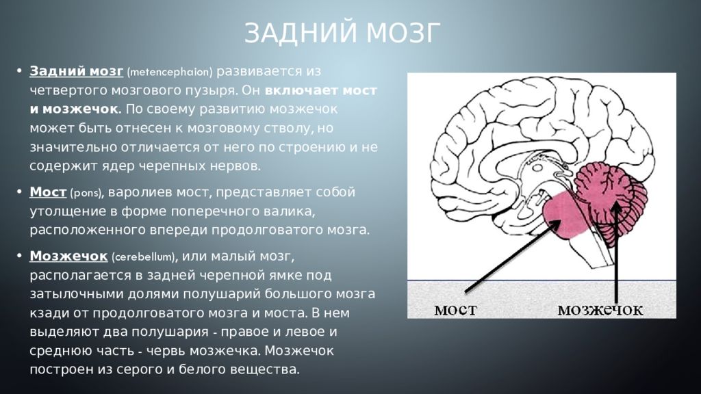 Задний мозг презентация анатомия