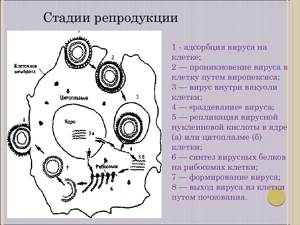 Проникновение клетки. Основные этапы репродукции вирусов в клетке. Стадии репродукции вирусов микробиология. Один из этапов репродукции вирусов. Этапы репродукции вирусов микробиология.