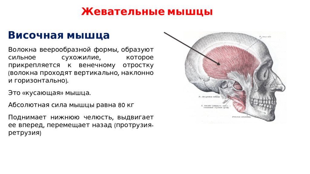 Функция височных мышц. Височная мышца начало и прикрепление функции. Височно теменная мышца начало и прикрепление функции. Точки прикрепления височной мышцы. Функции височной мышцы головы.