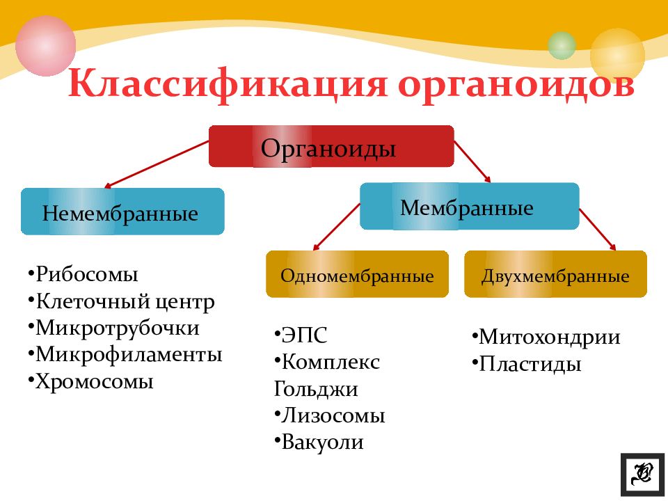 Какая функция органоидов. Микротрубочки одномембранные органоиды. Классификация органоидов таблица. Органоиды клетки одномембранные 9 класс биология. Мембранные органоиды это в биологии.