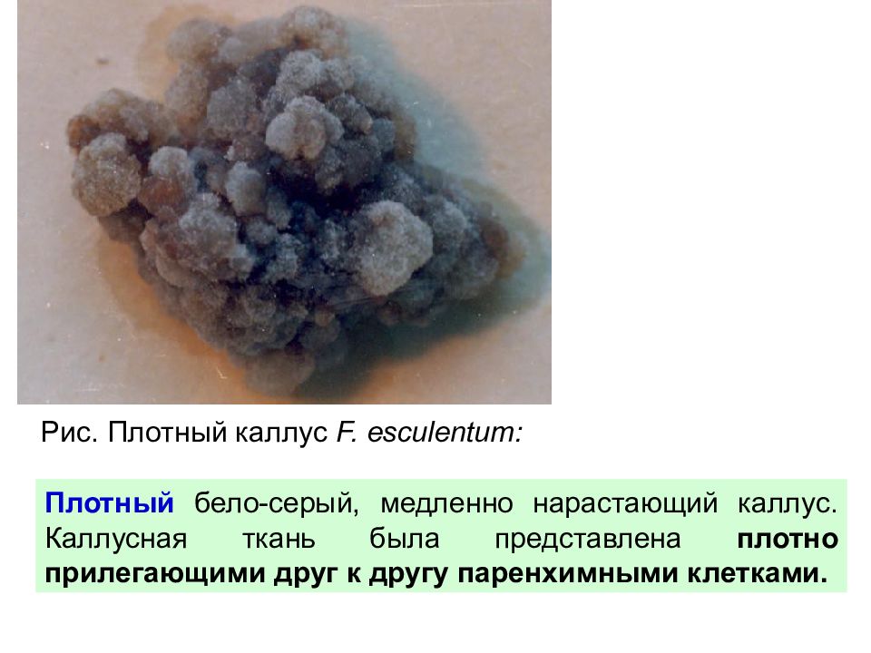 Каллусная ткань презентация