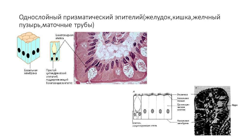 Клетки эпителия. Призматический и цилиндрический эпителий. Многослойный призматический эпителий. Однослойный призматический эпителий. Многослойный столбчатый эпителий.