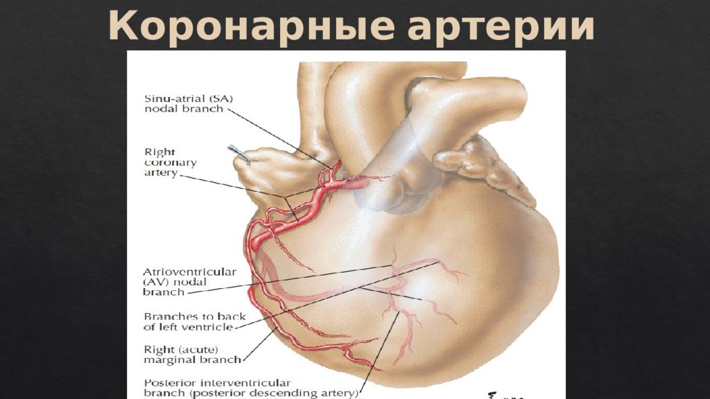 Узи коронарных артерий. Коронарные артерии. Кардиохирургия варикоз венечного синуса. Кардиохирургия книги.