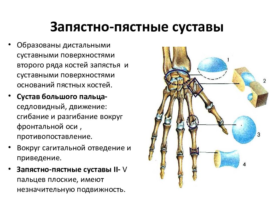 Запястно пястный сустав движения. Запястно-пястный сустав. Запястно пястный сустав поверхности. Запястно-пястные суставы кисти. Запястно-пястный сустав большого пальца.