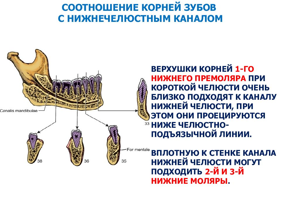 Возрастные изменения зубов презентация