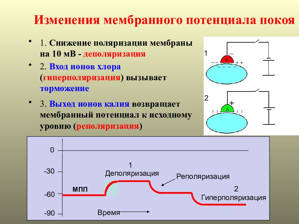 Входящий ток. Изменение мембранного потенциала фазы. Изменение величины мембранного потенциала. Уменьшение величины мембранного потенциала покоя. Изменение мембранного потенциала покоя.