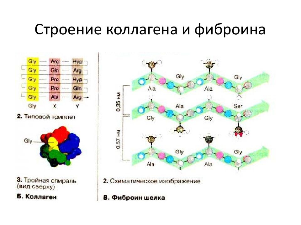 Состав коллагена. Эластин белок структура. Структура молекулы коллагена. Коллаген химическая структура. Первичная структура коллагена формула.