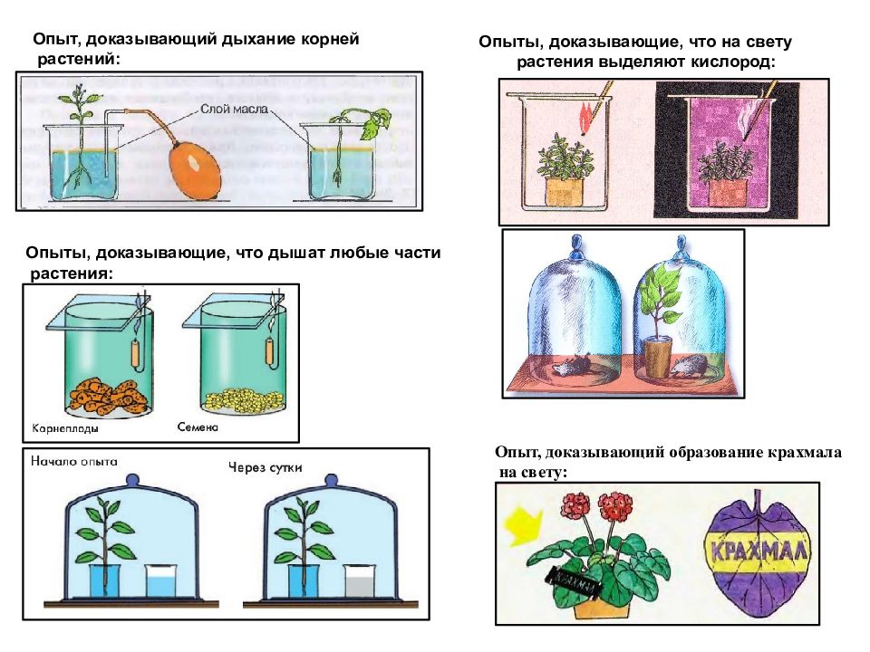 В изображенном на рисунке опыте растение помещают на подоконник и через несколько дней