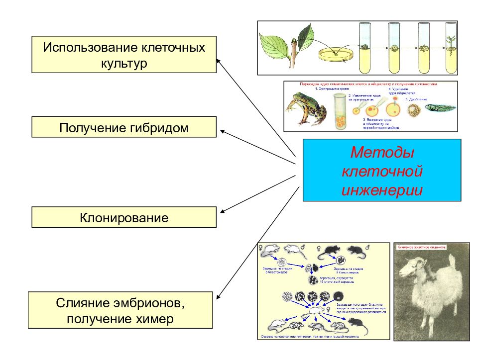 Клеточная инженерия проект