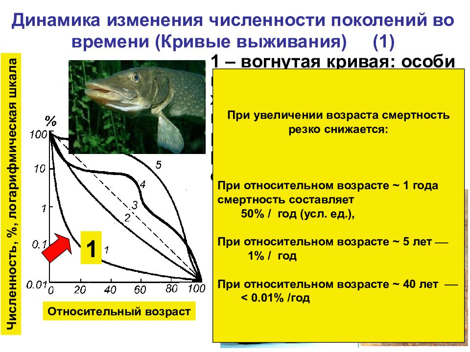 Изменение численности популяции. Динамика популяций кривые выживания. Кривая изменения численности. Динамика численности популяции формула. Задания по Кривой численности популяций.